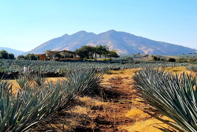 tequila